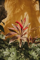 A cluster of vibrant plants is set against a warm, textured yellow wall. The leaves vary in color, with some displaying deep red hues while others are a mix of green and brown. The sunlight casts soft shadows on the wall, highlighting the natural beauty of the plants.