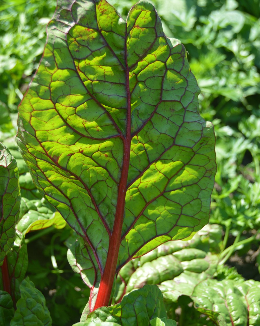 Gros plan d’une plante à feuilles vertes dans un champ