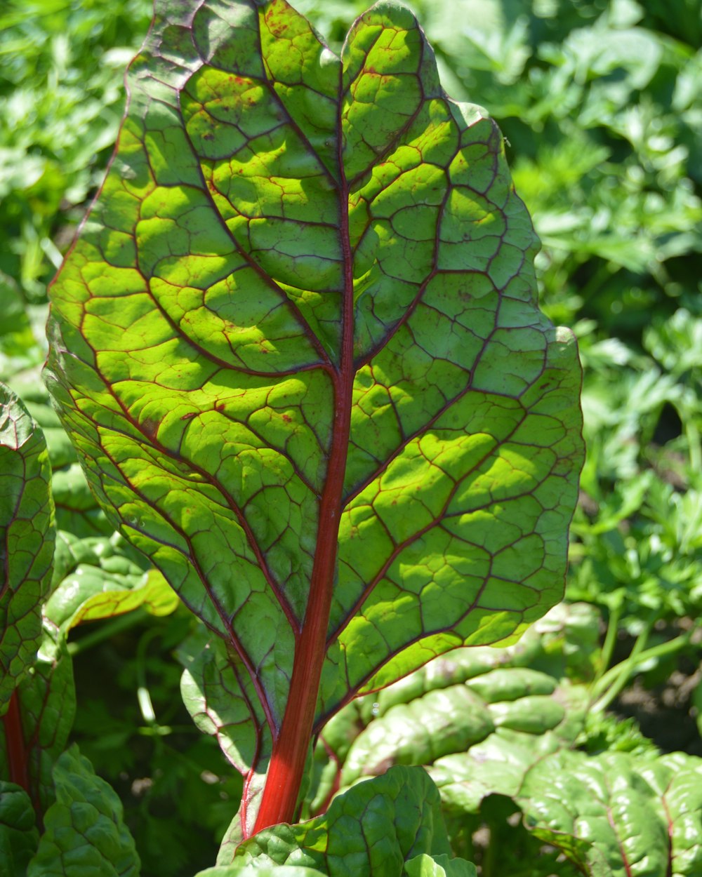 a close up of a green leafy plant in a field