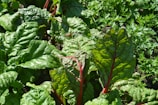 A lush garden with an abundance of green leafy vegetables. The leaves are broad and vibrant with visible veins, some of which feature reddish stems.