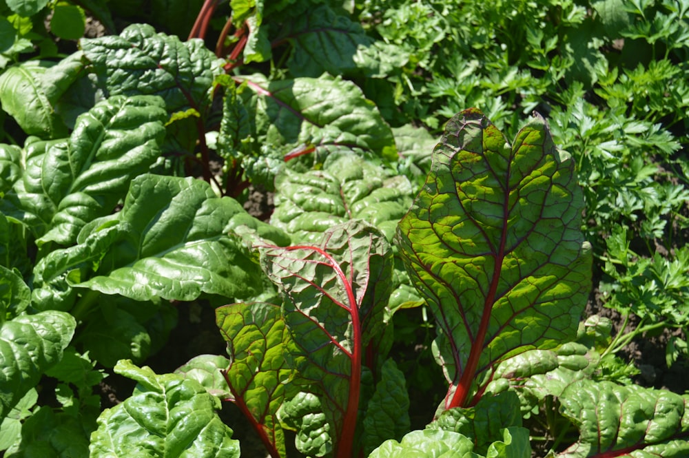 a close up of a green leafy plant in a garden