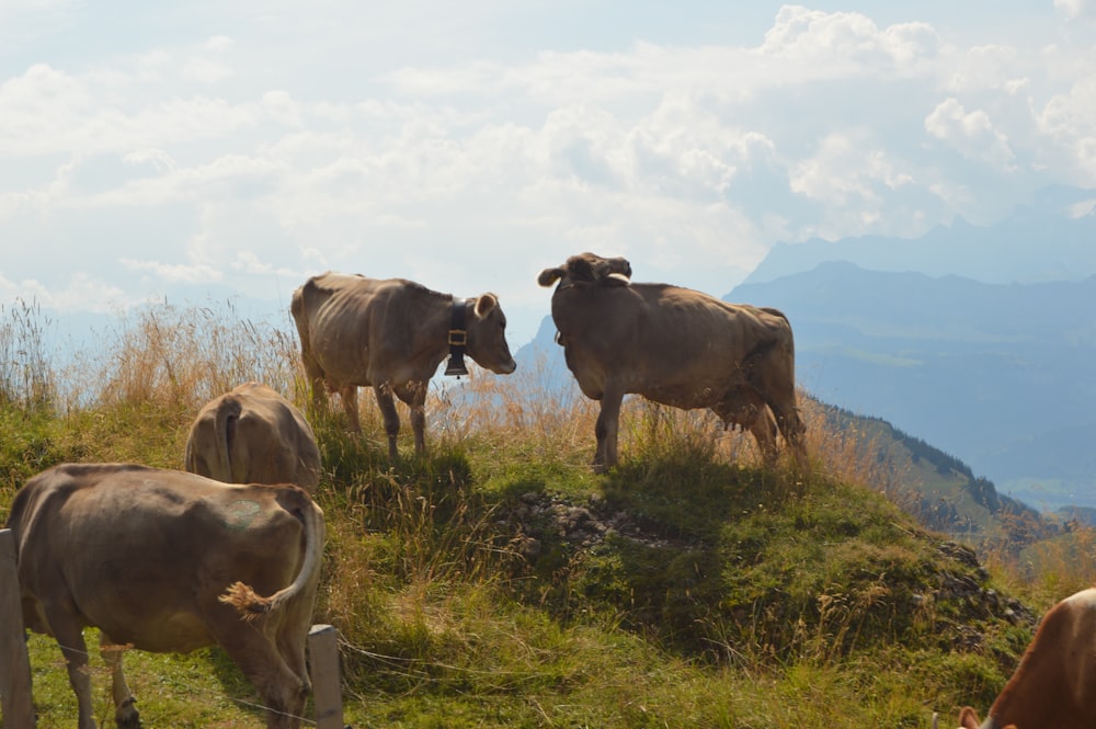 a herd of cattle grazing on a lush green hillside