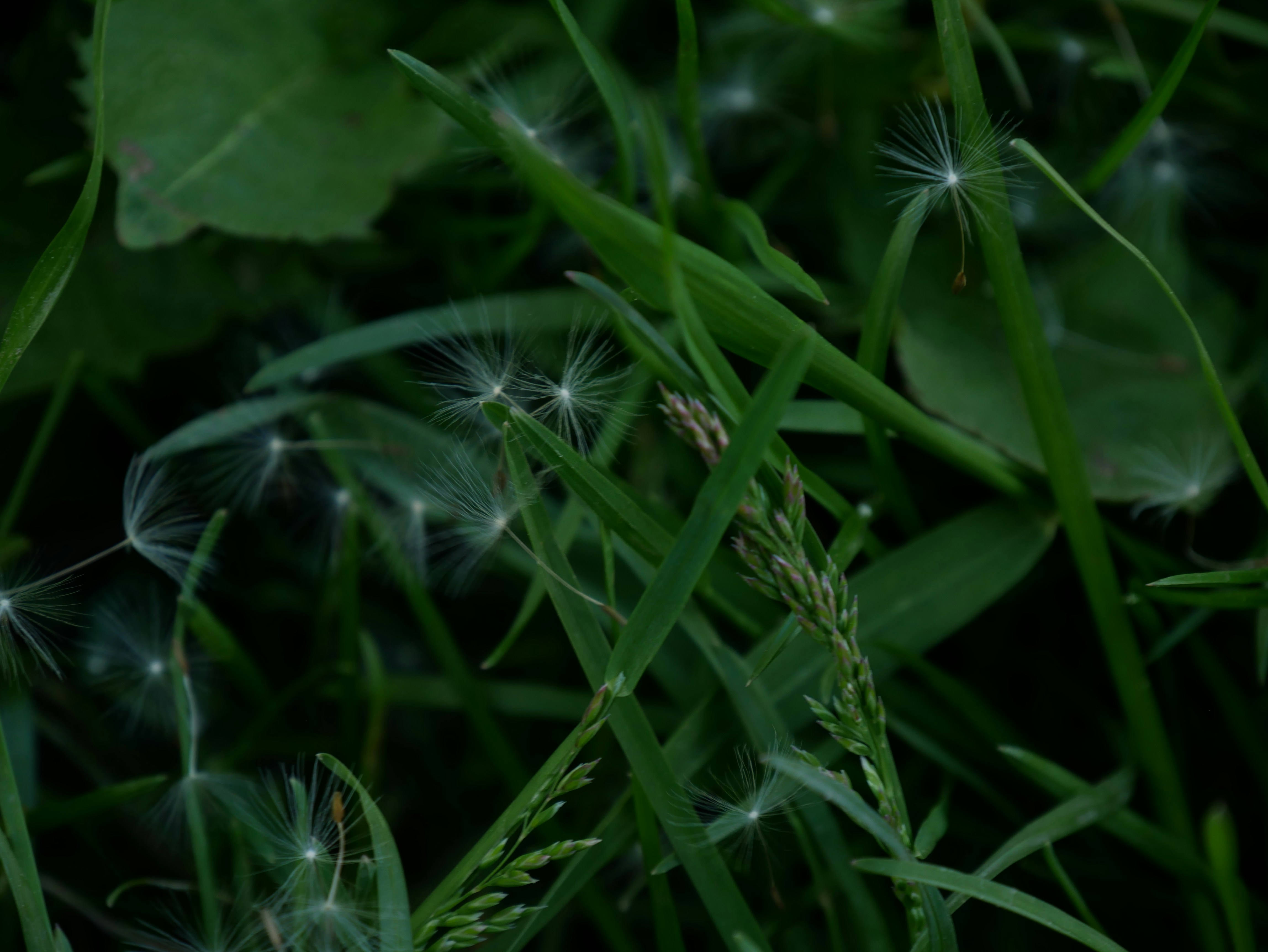 a close up of a bunch of dandelions in the grass