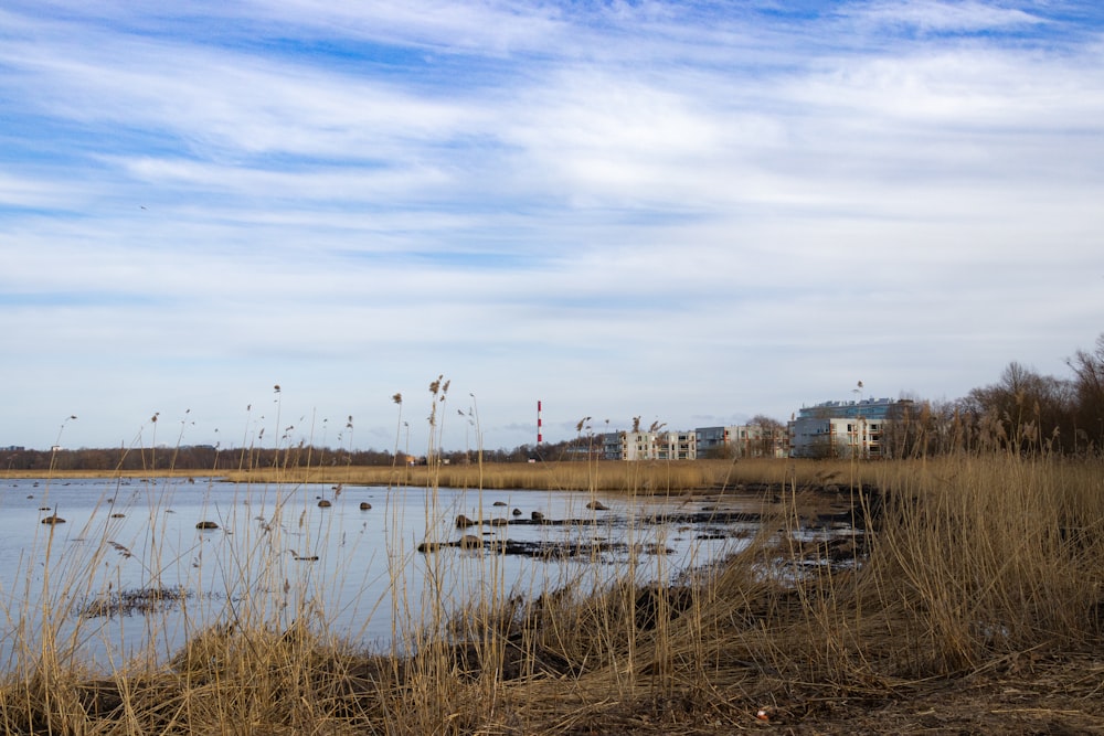 a large body of water surrounded by tall grass