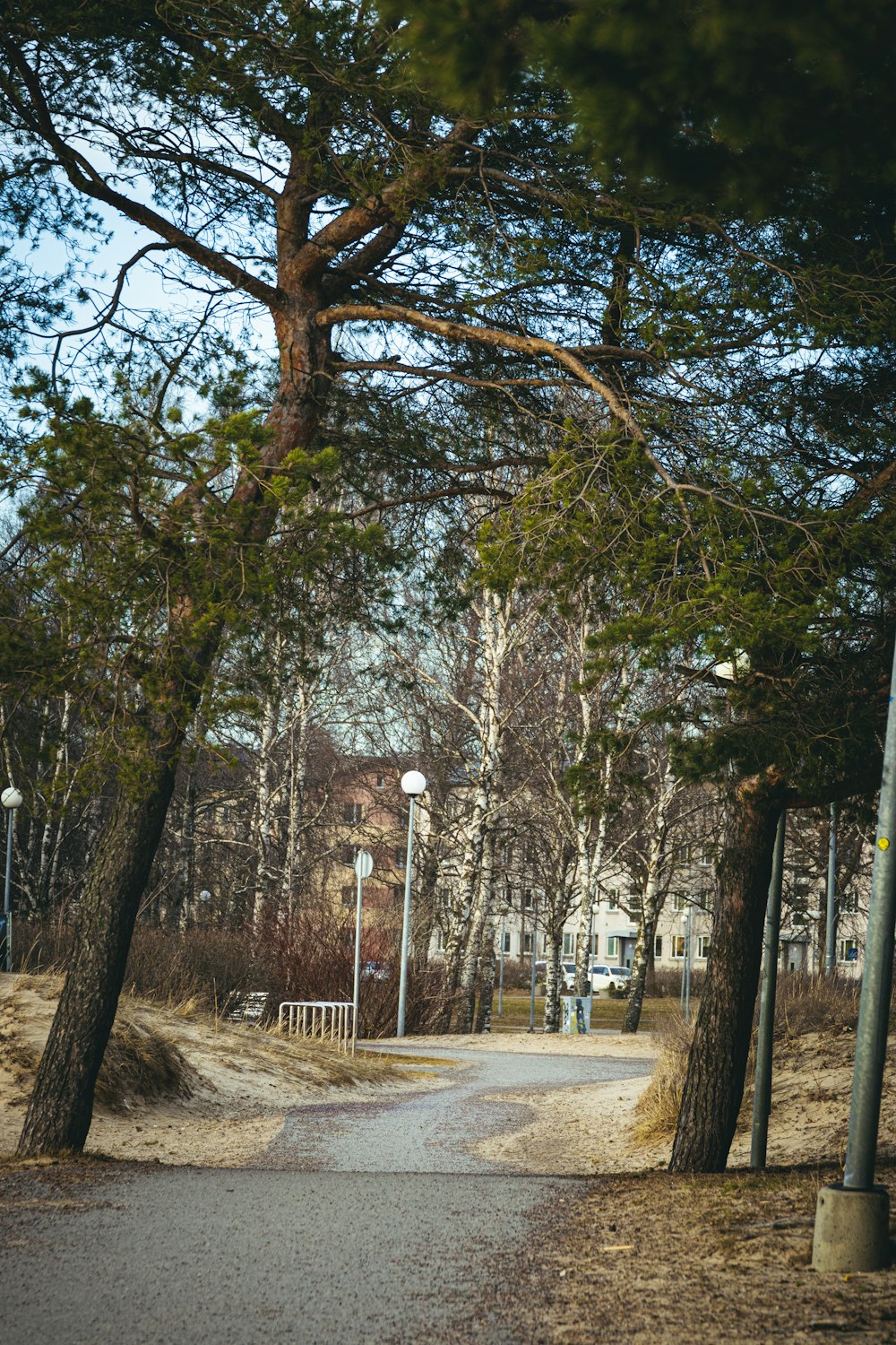 a tree lined path in a park with a street light