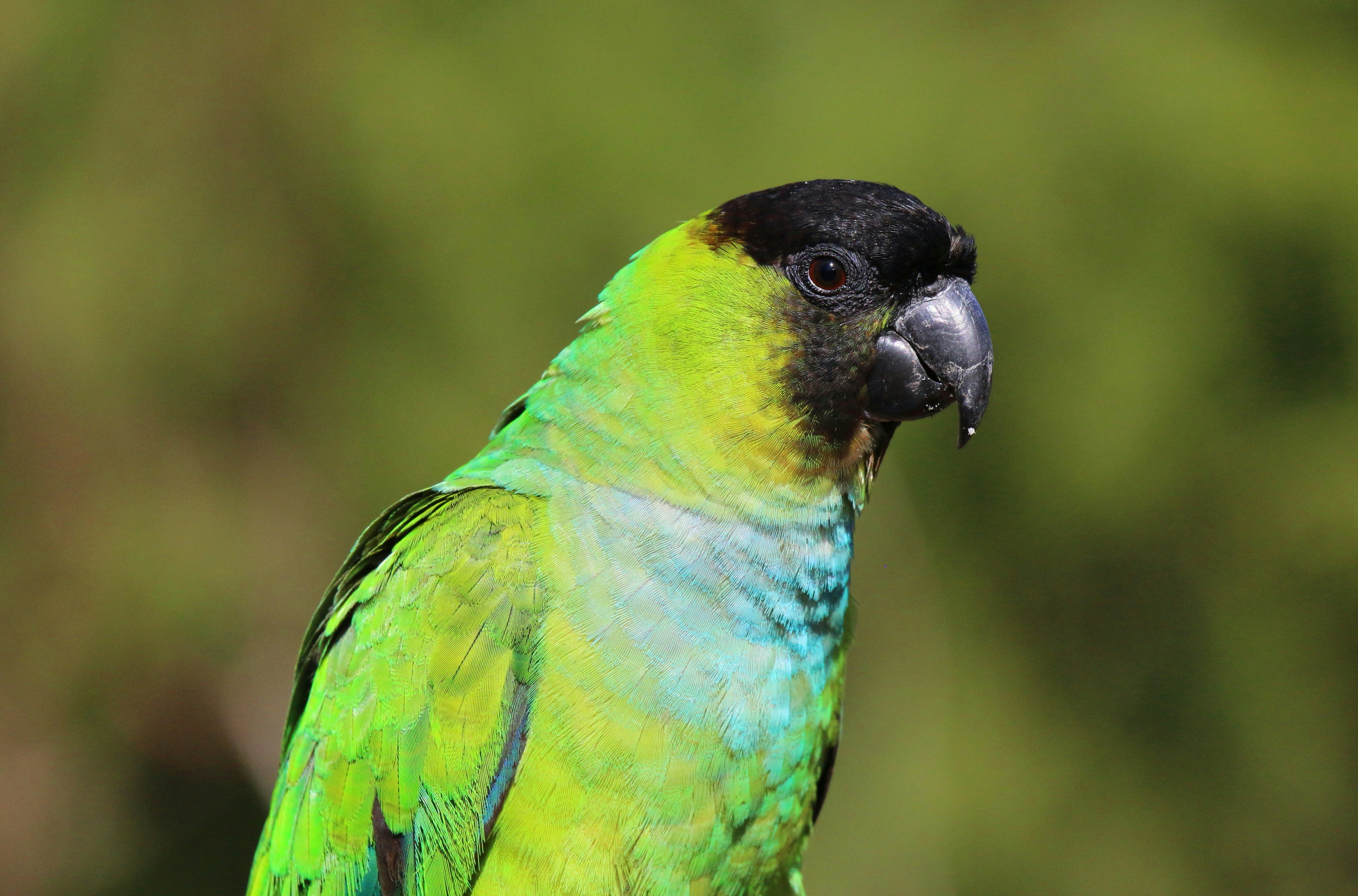 Photo by goldenplover31