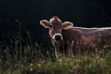 A brown cow with a bell around its neck stands in a grassy field. The cow's ears are tagged, and it appears to be gazing towards the camera. Tall grass and wildflowers are visible in the foreground, while the background is dark and blurred, creating a serene and natural setting.