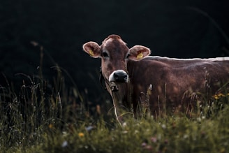 A brown cow with a bell around its neck stands in a grassy field. The cow's ears are tagged, and it appears to be gazing towards the camera. Tall grass and wildflowers are visible in the foreground, while the background is dark and blurred, creating a serene and natural setting.