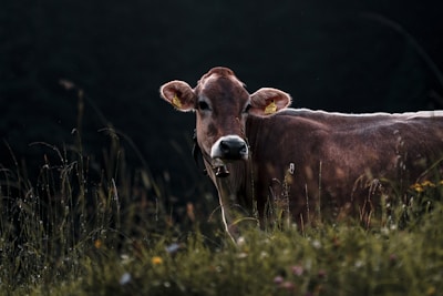 A brown cow with a bell around its neck stands in a grassy field. The cow's ears are tagged, and it appears to be gazing towards the camera. Tall grass and wildflowers are visible in the foreground, while the background is dark and blurred, creating a serene and natural setting.