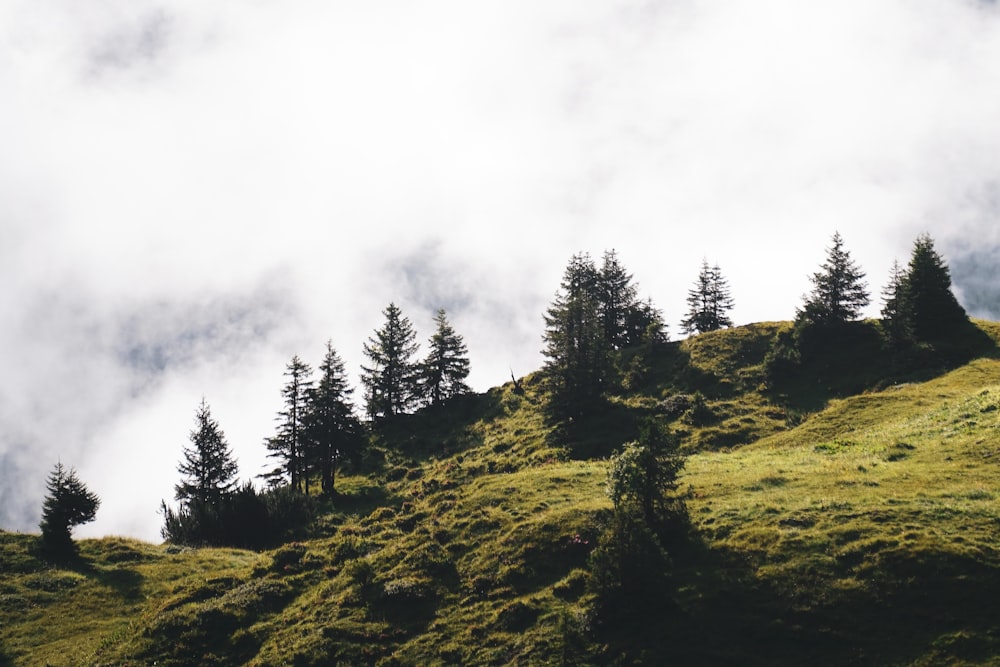 a grassy hill with trees on top of it