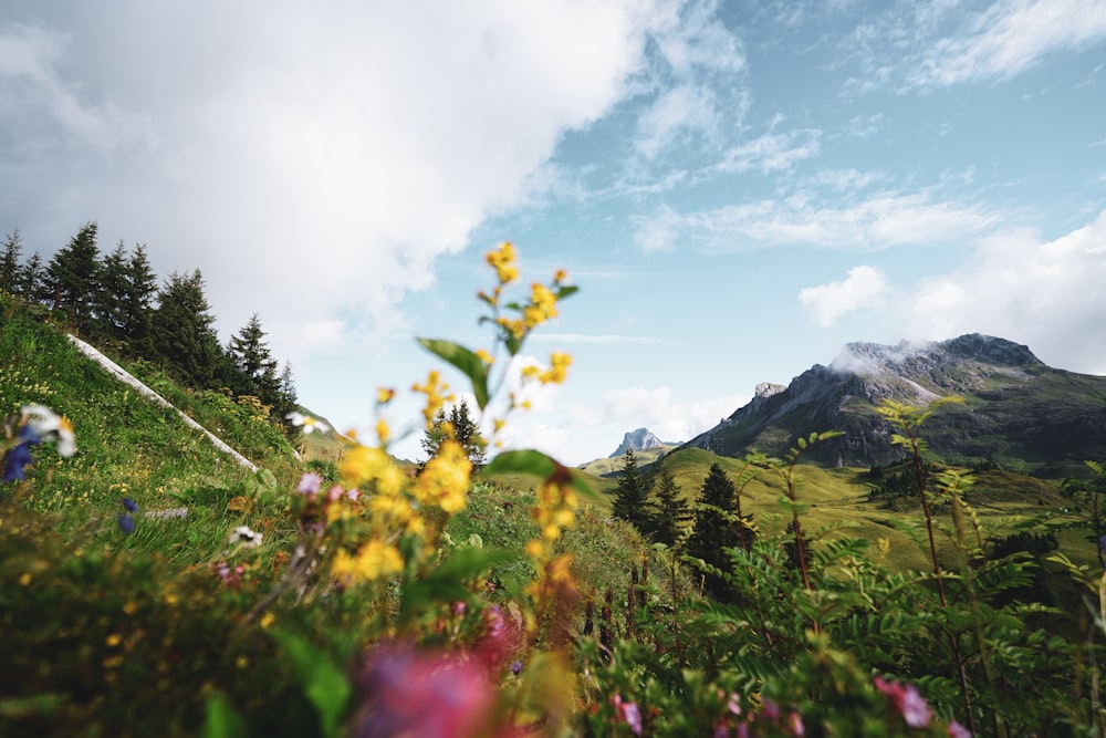 a view of a mountain with flowers in the foreground