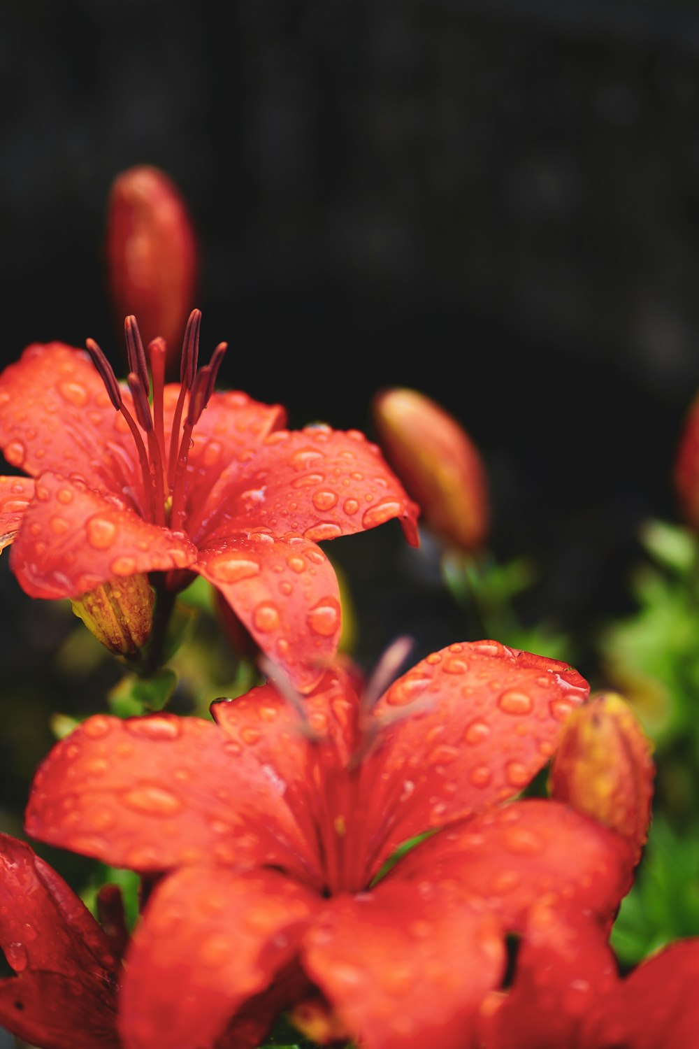 a red flower with water droplets on it