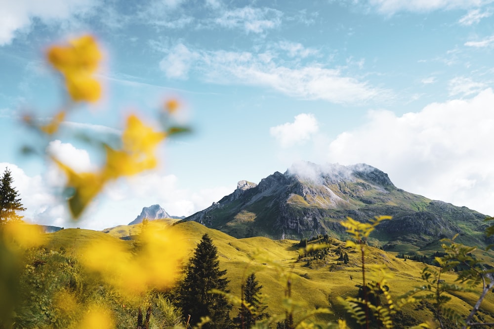 a view of a mountain with trees in the foreground