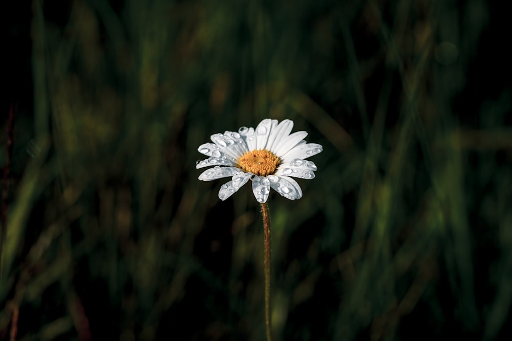 a single white flower with a yellow center