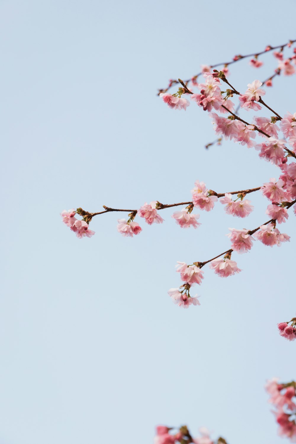 a branch with pink flowers against a blue sky