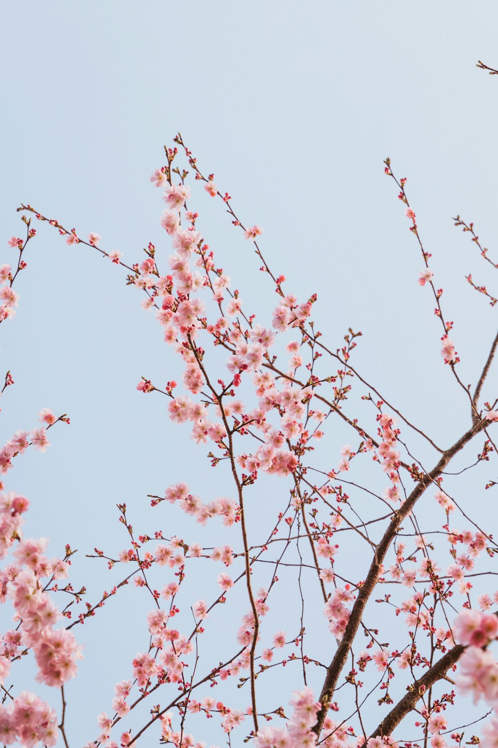 a tree with pink flowers and a blue sky in the background