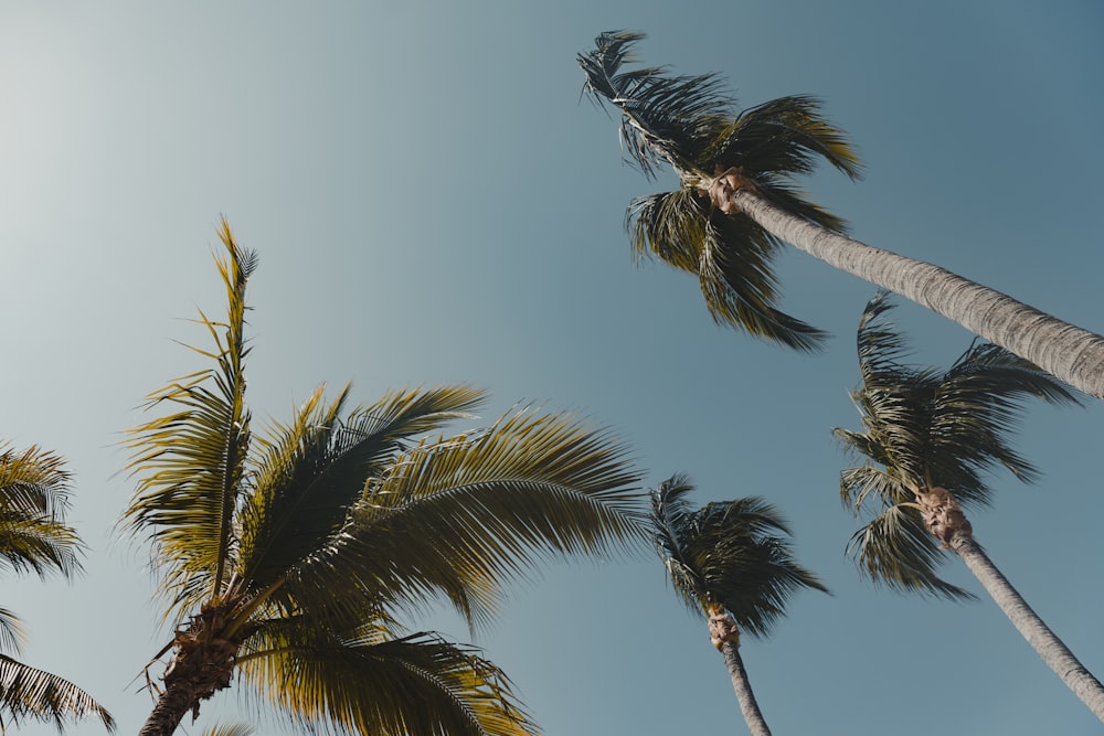 a group of palm trees blowing in the wind