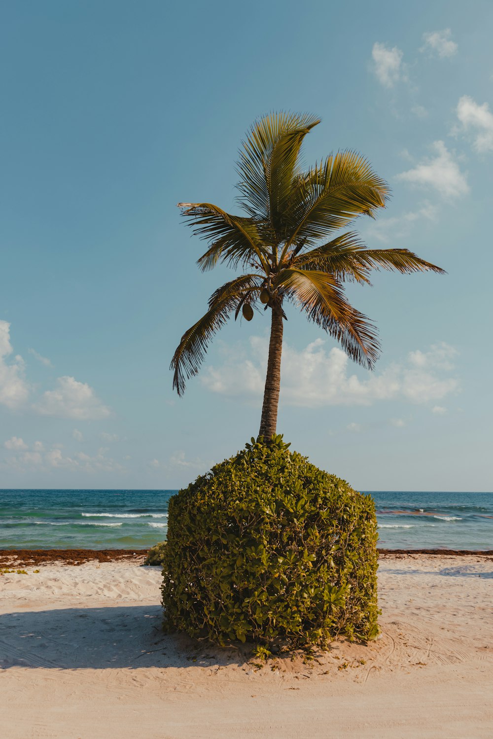 a palm tree sitting on top of a sandy beach