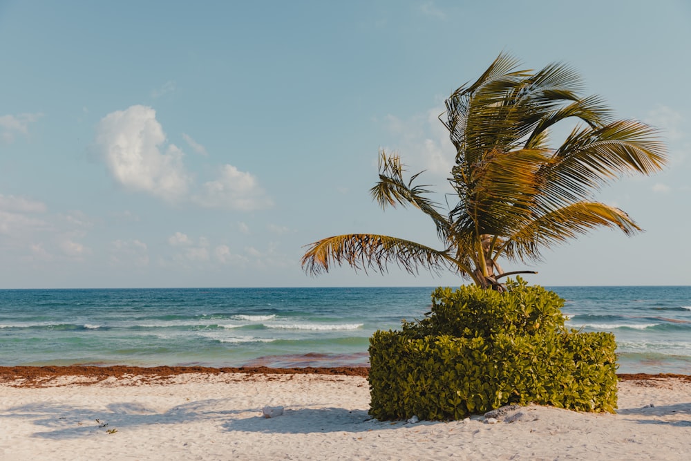 a palm tree on the beach with the ocean in the background