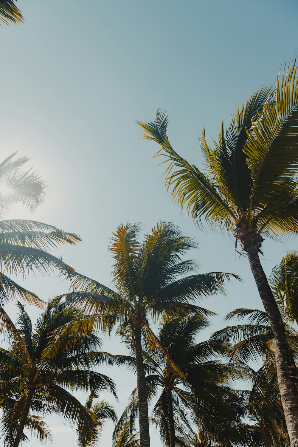 palm trees blowing in the wind on a sunny day