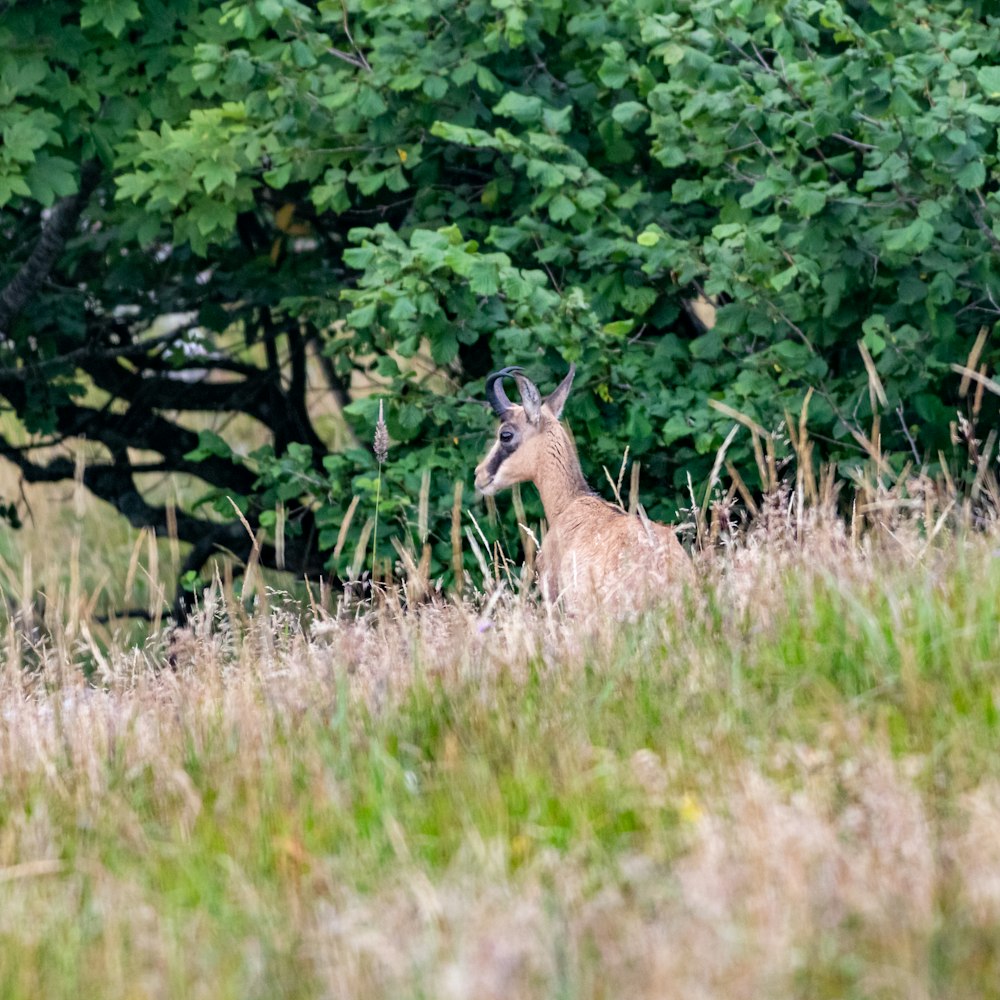 a deer is sitting in the tall grass