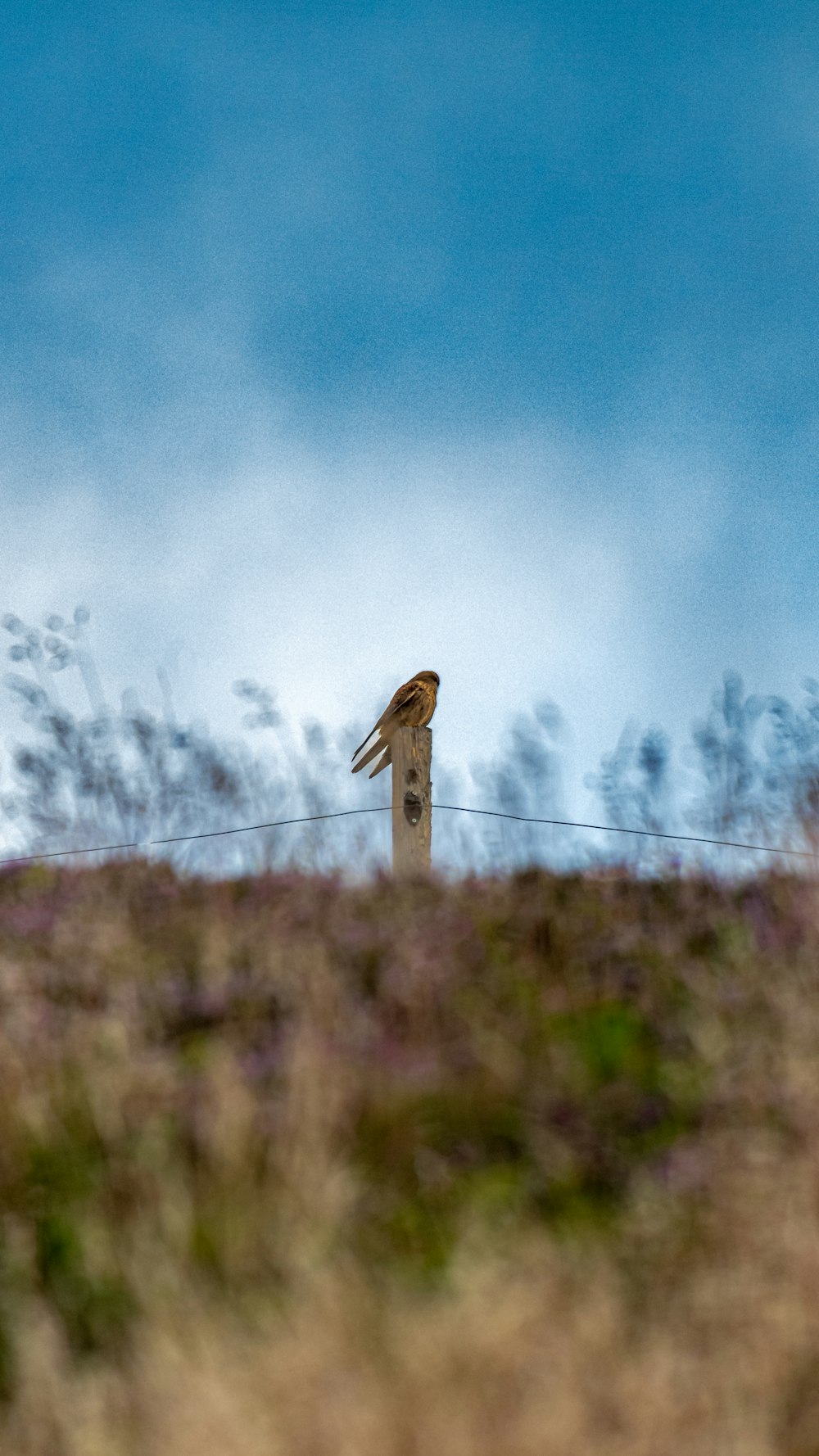 a bird sitting on top of a wooden post