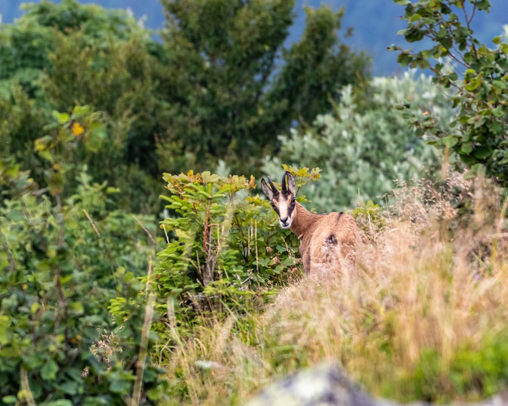 a goat standing in the middle of a forest