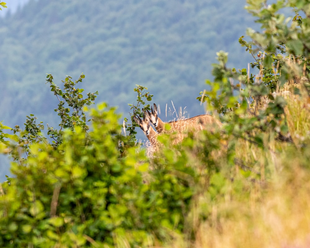 a couple of giraffe standing next to each other on a lush green hillside