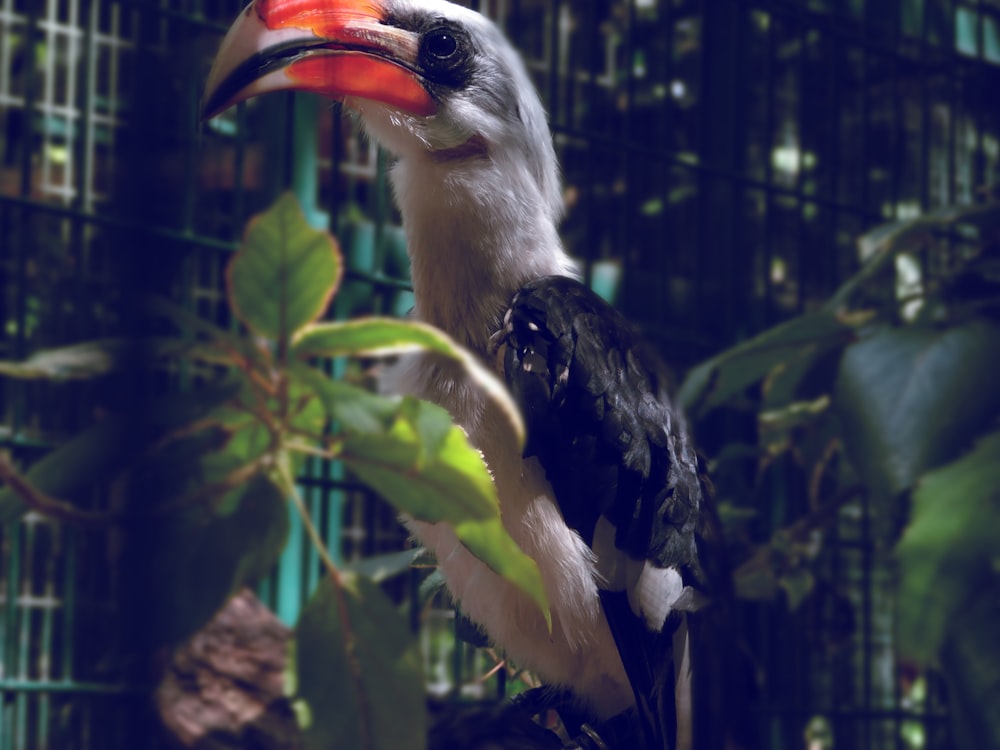 a bird with a colorful beak sitting on a branch