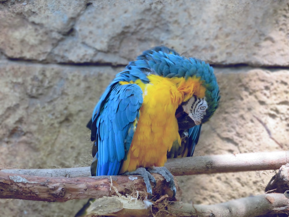a blue and yellow parrot sitting on a branch