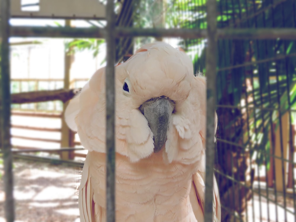 a large white bird sitting inside of a cage