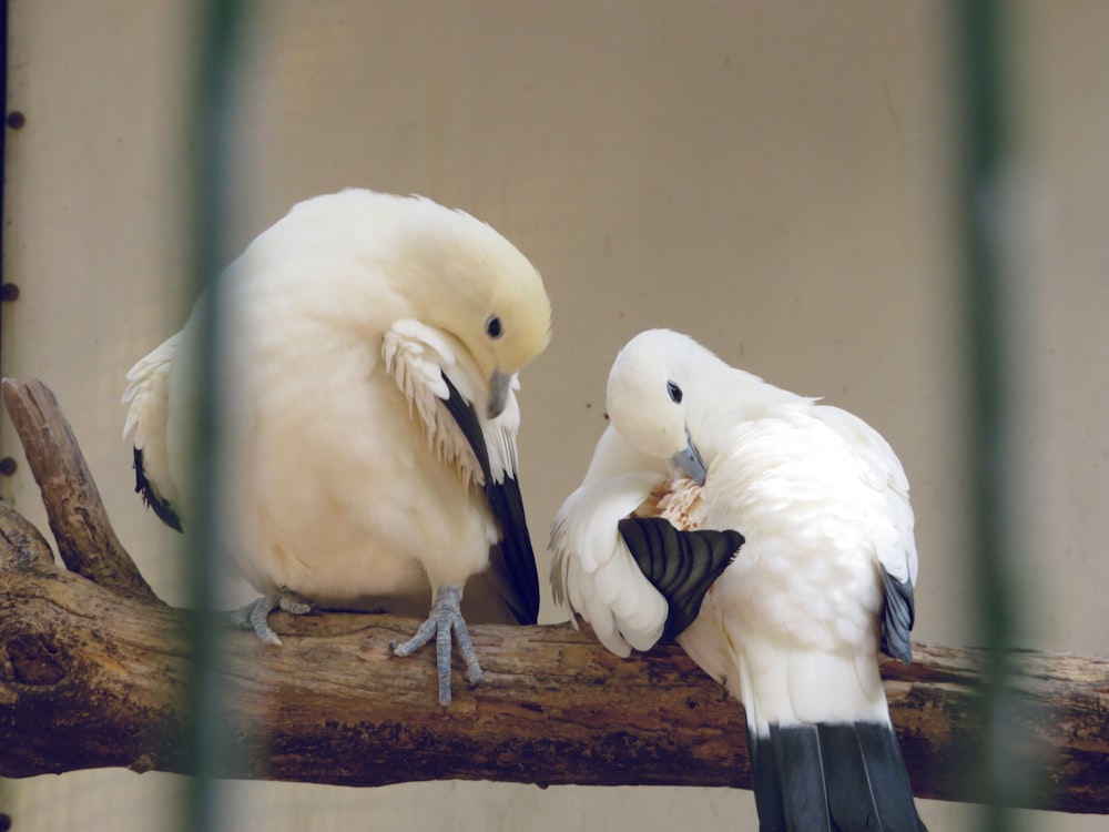 a couple of birds that are sitting on a branch