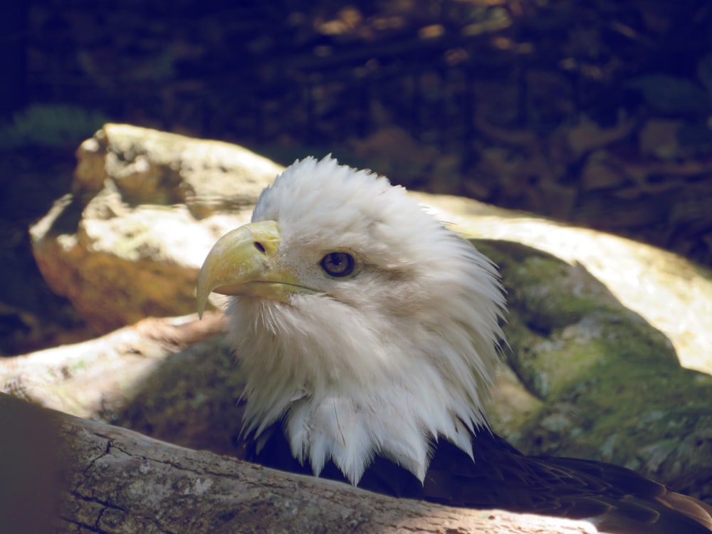 a bald eagle sitting on top of a tree branch