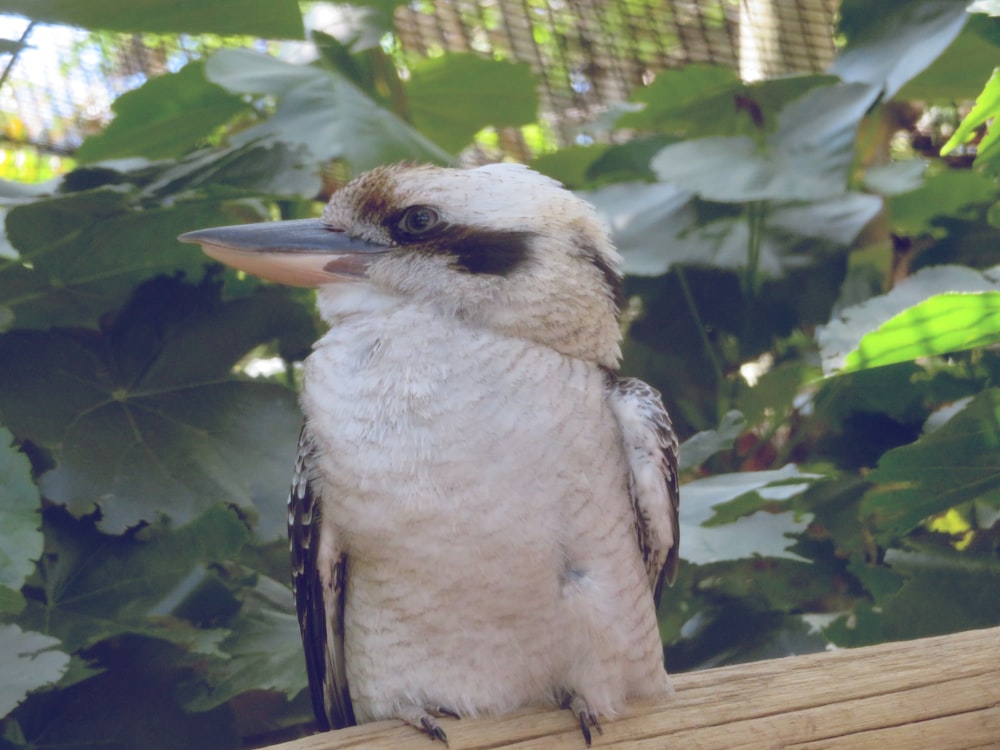 a bird sitting on top of a tree branch