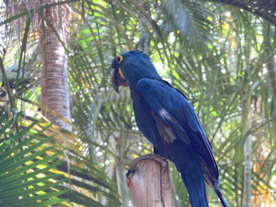 Hyacinth Macaw