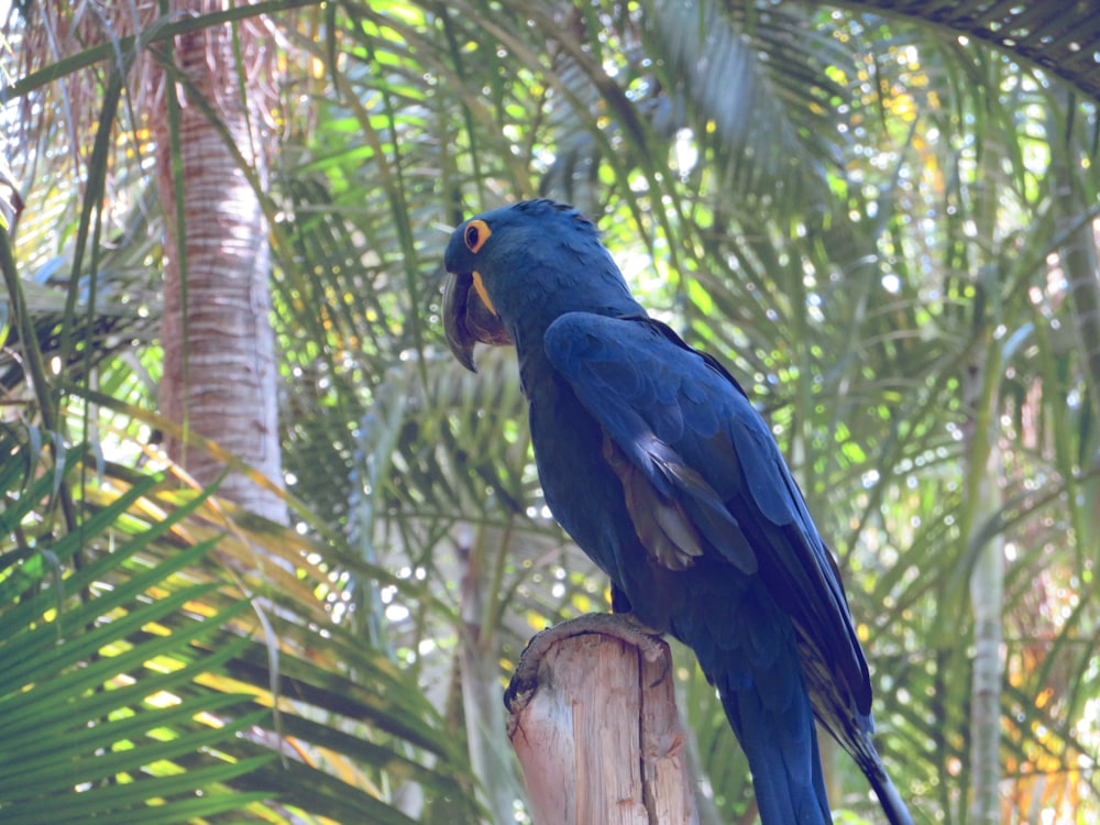 a blue parrot perched on top of a wooden post