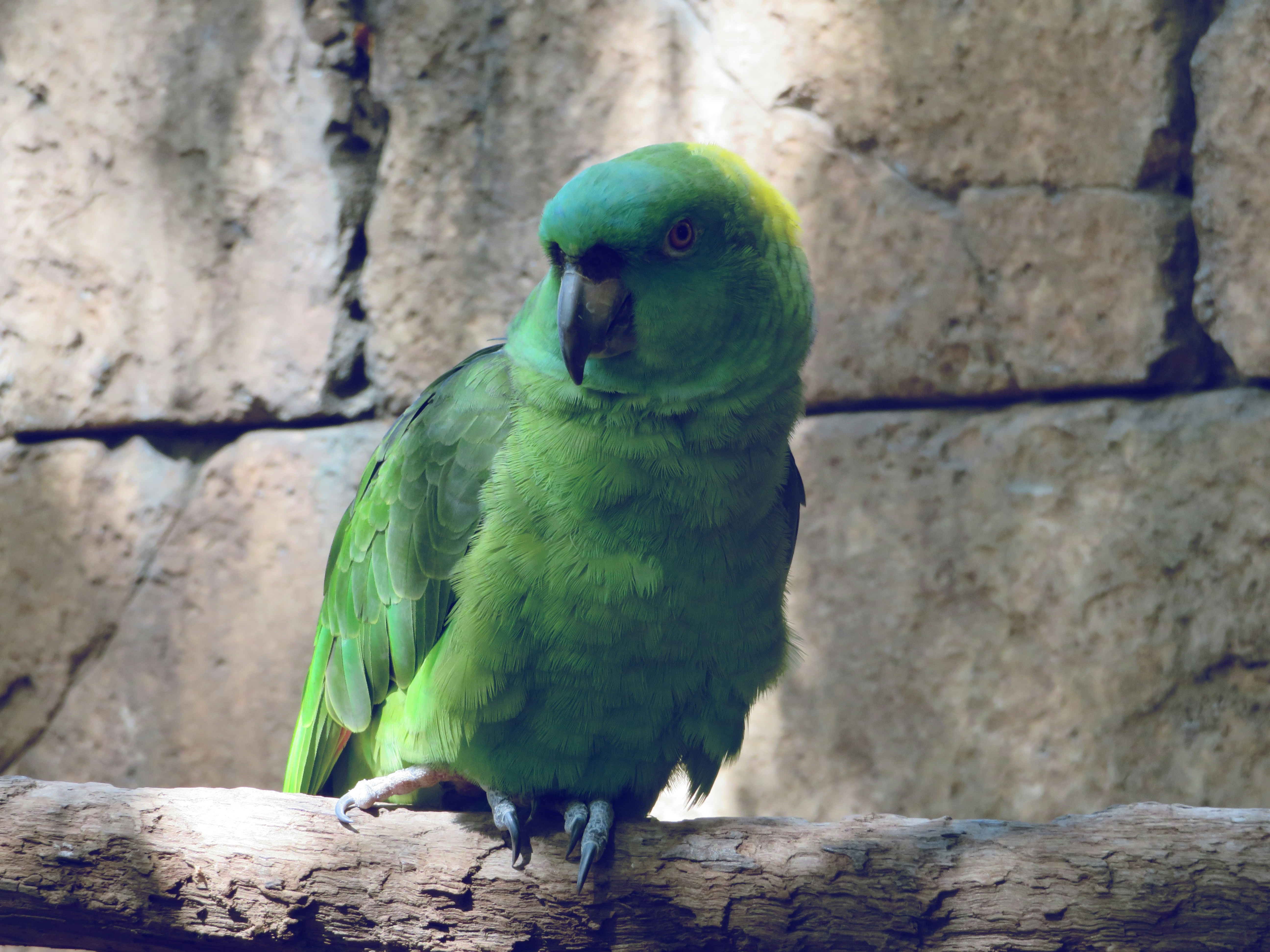 Casa do Papagaio Verde