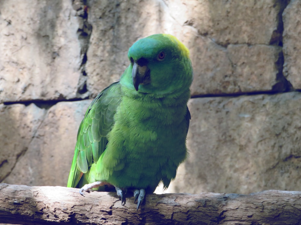 a green parrot sitting on top of a tree branch