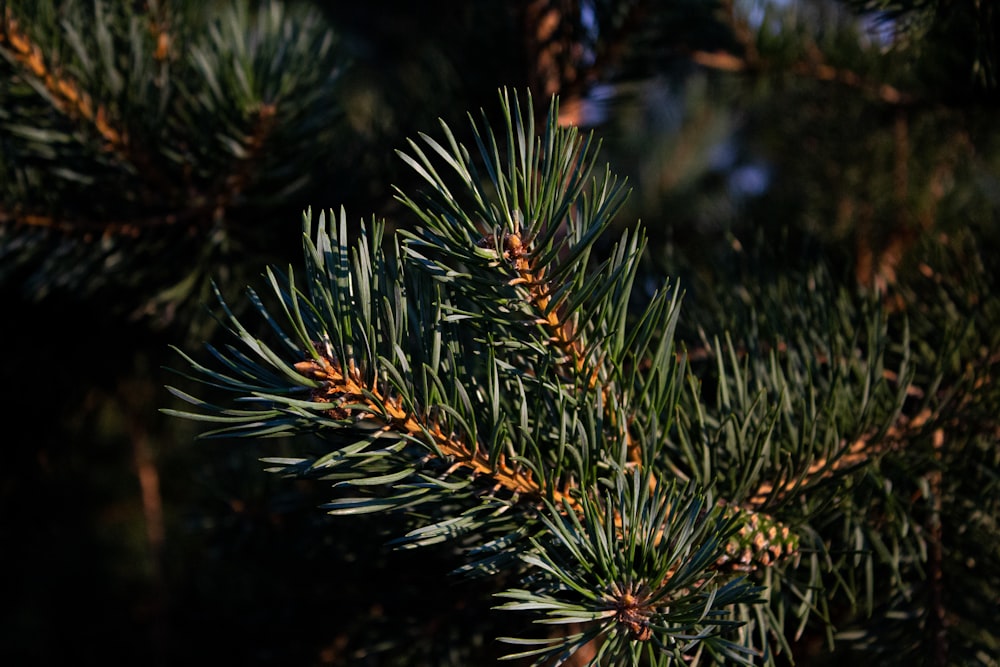 a close up of a pine tree branch