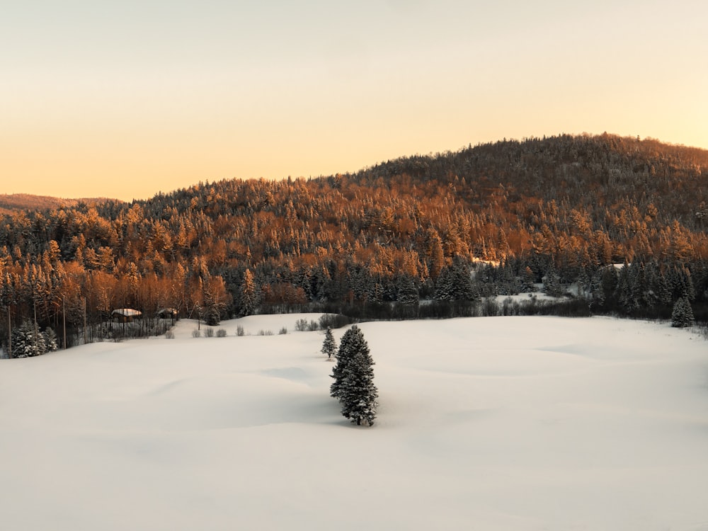 Un campo innevato con alberi e una montagna sullo sfondo