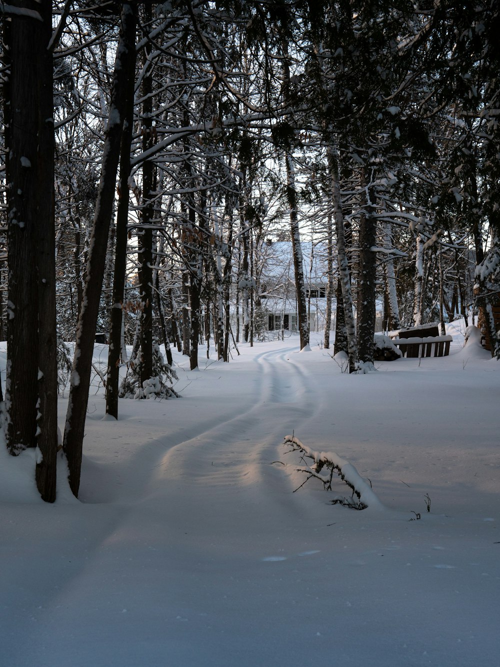 a path through a snowy forest with a bench in the distance