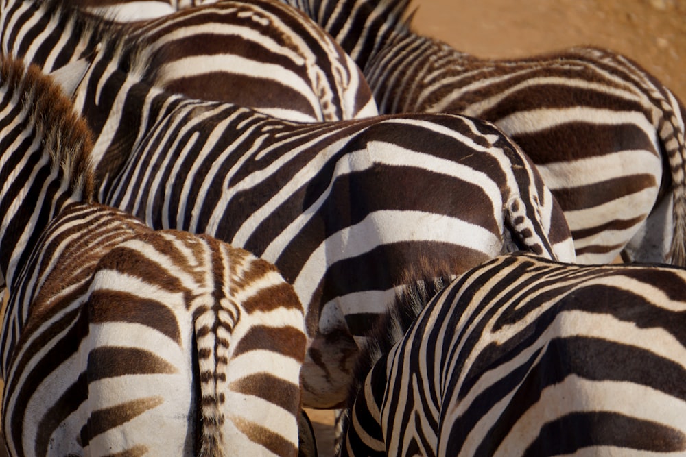 uma manada de zebras de pé um ao lado do outro