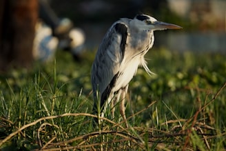 A serene heron standing gracefully in sunrise over sage grass.