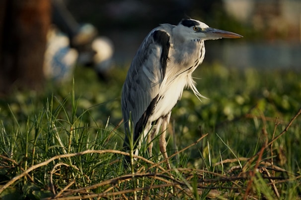 A serene heron standing gracefully in sunrise over sage grass.
