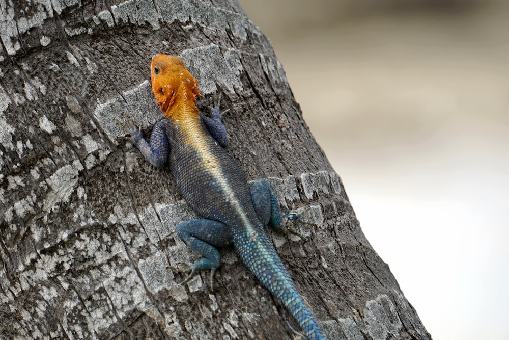 a lizard that is sitting on a tree