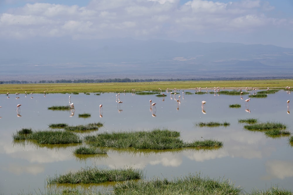 a flock of birds standing on top of a body of water