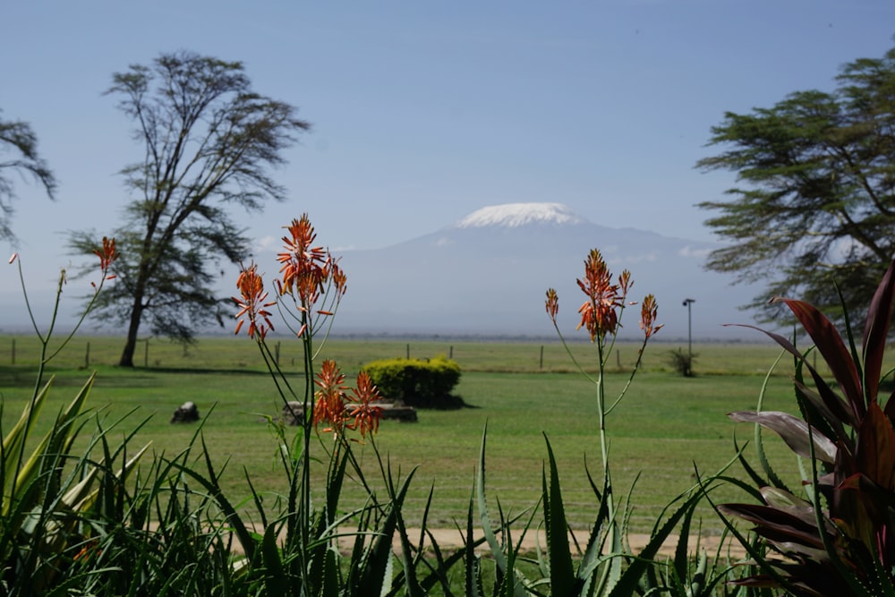 a view of a field with a mountain in the background