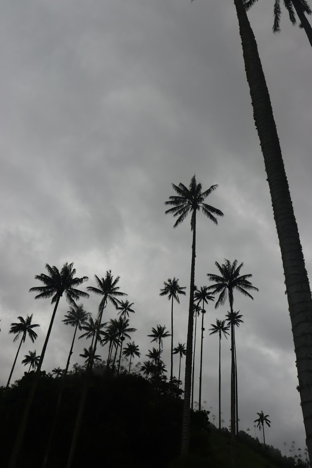 a group of palm trees on a cloudy day