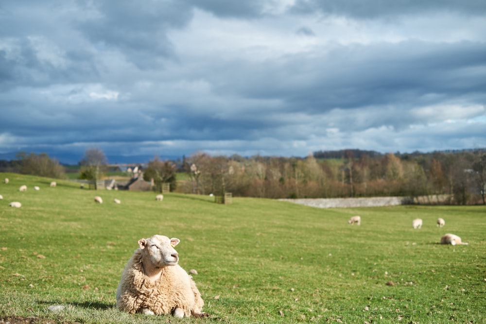 Un troupeau de moutons paissant dans un champ verdoyant