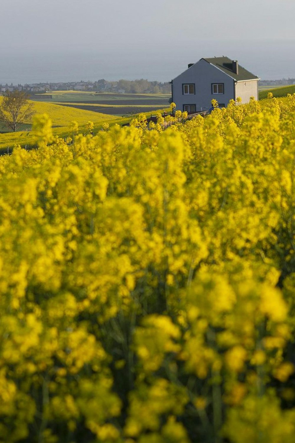 a house in a field of yellow flowers